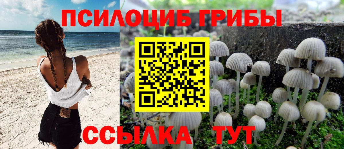 Галлюциногенные грибы Psilocybe Ступино